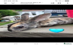 Rex rabbits for sale: 🐰 Beautiful mini rex babies 🐰 - Image 1