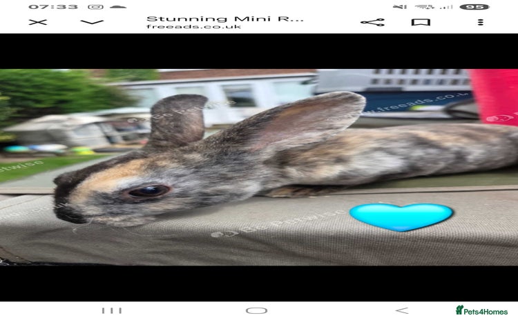 Rex rabbits - Advert 15