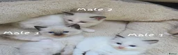 Ragdoll cats for sale: 🔹️🔹️🔹️Purebred Ragdoll kittens🔹️🔹️🔹️ - Advert 8
