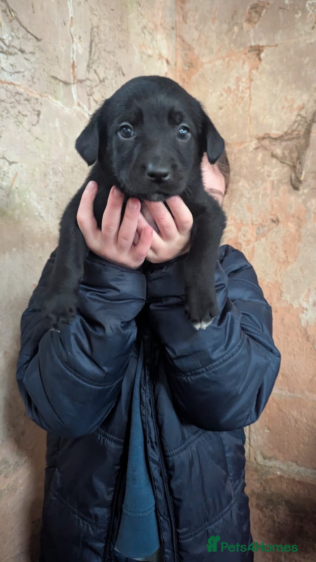 Borador dogs for sale: Borador puppies  - Advert 5