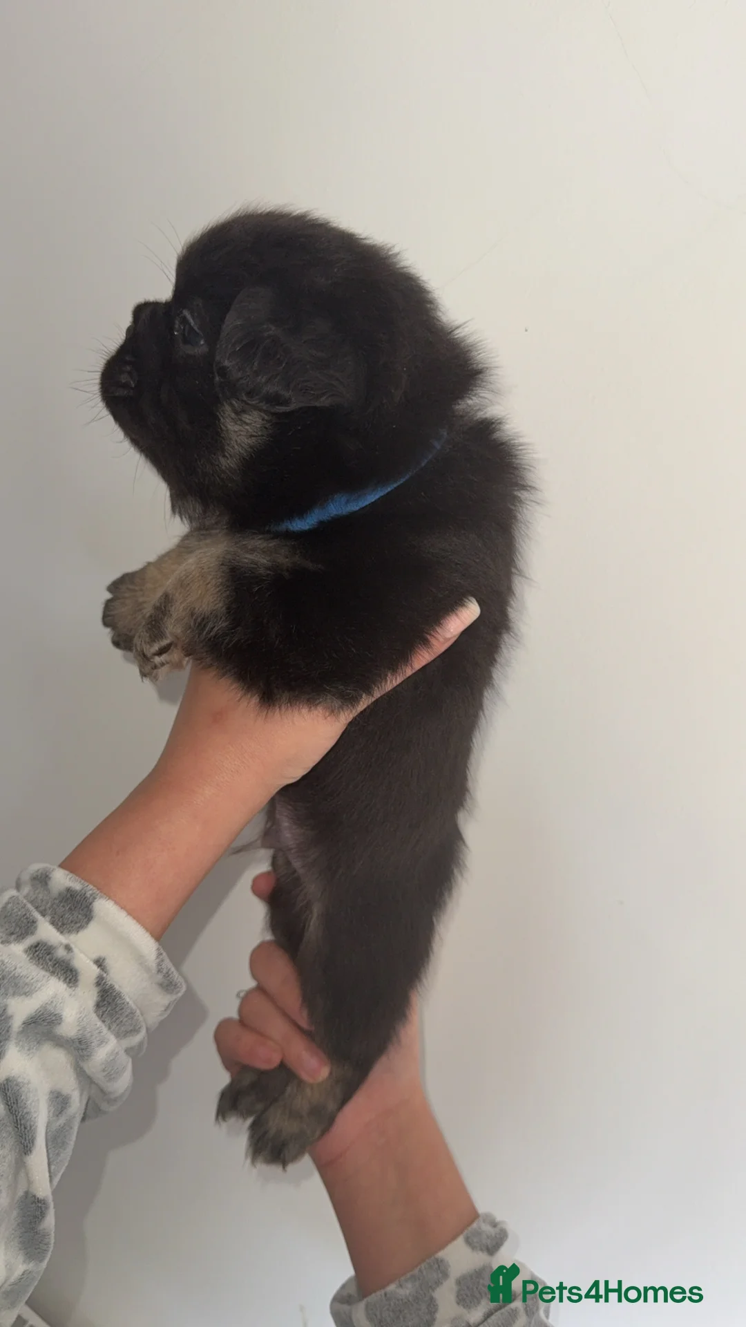 French Bulldog dogs for sale: Fluffy French bulldog pups - Advert 6