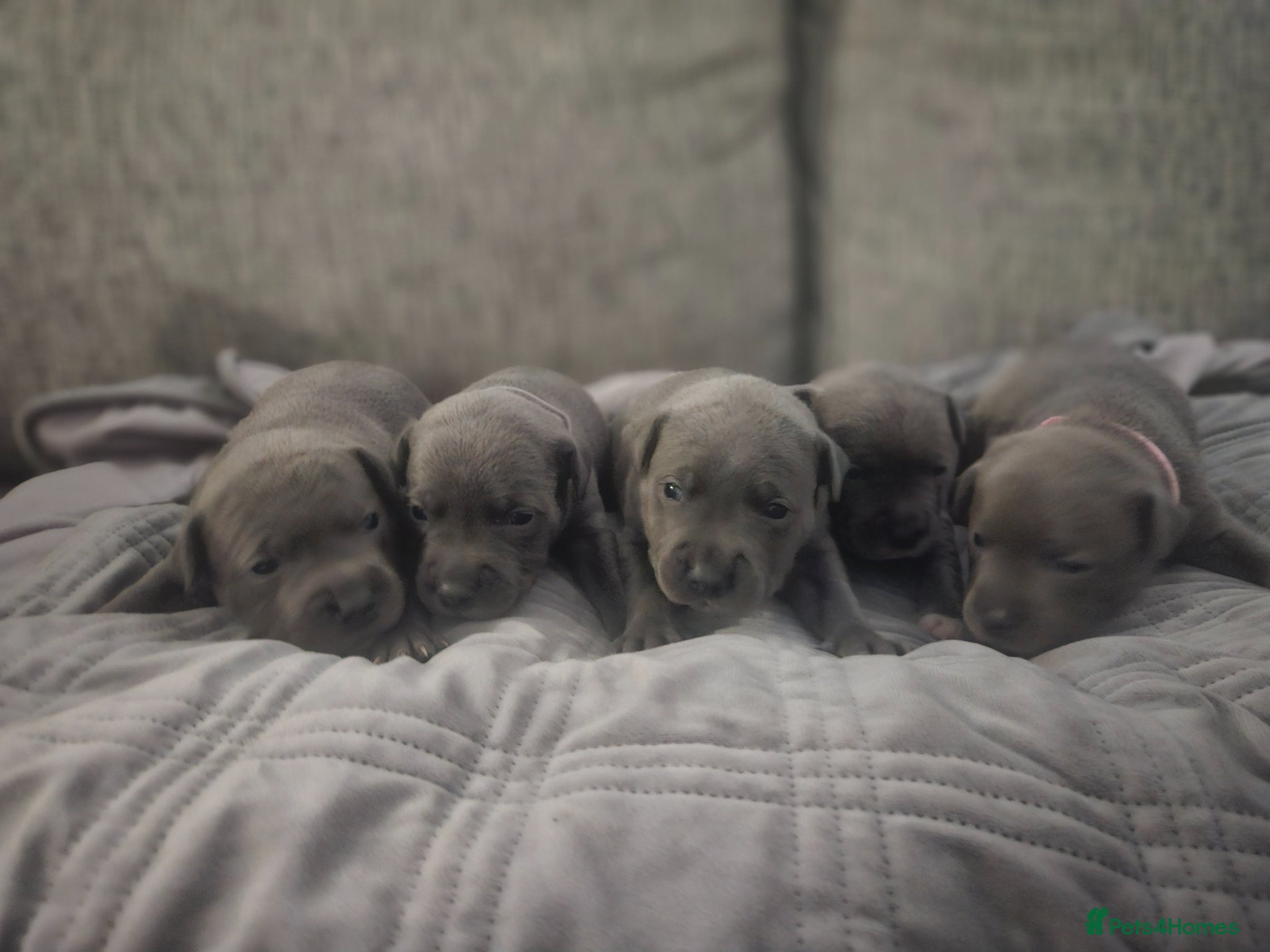 Staffordshire Bull Terrier dogs  Beautiful blue puppies💙  - Advert 1