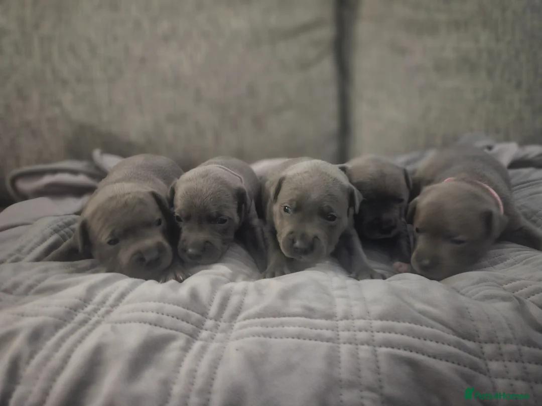 Staffordshire Bull Terrier dogs for sale:  Beautiful blue puppies💙  - Advert 1