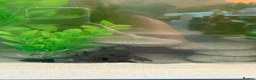 Axolotl reptiles for sale: 5 axolotls and set up. - Advert 11