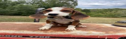Mixed Breed dogs for adoption: JUNIE FOR ADOPTION CORNWALL/DEVON/SOMERSET BORDER - Advert 8