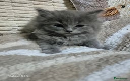 Ragdoll cats for sale: Ragdoll kittens  - Image 5