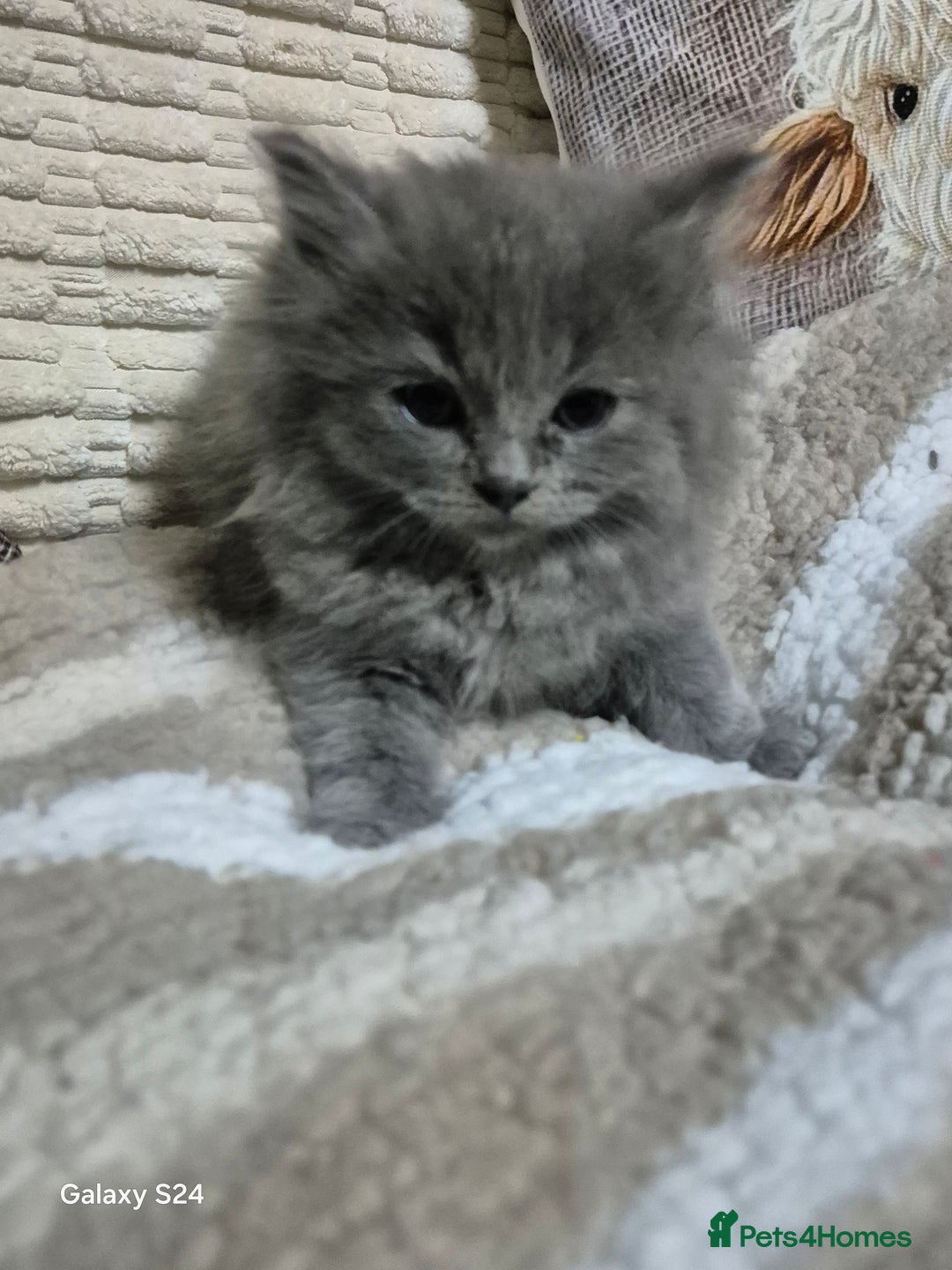 Ragdoll cats for sale: Ragdoll kittens  - Image 5