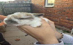 Mini Lion Lop rabbits for sale: Baby lion lops for sale  - Image 4