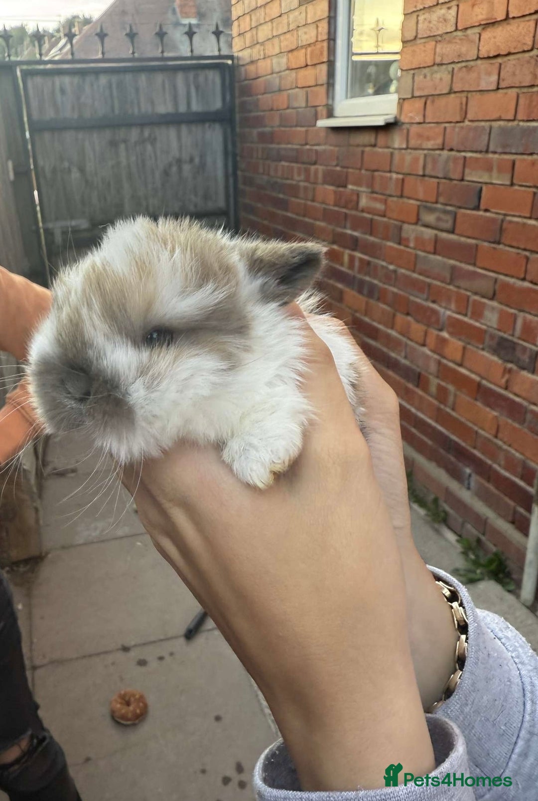 Mini Lion Lop rabbits for sale: Baby lion lops for sale  - Image 4