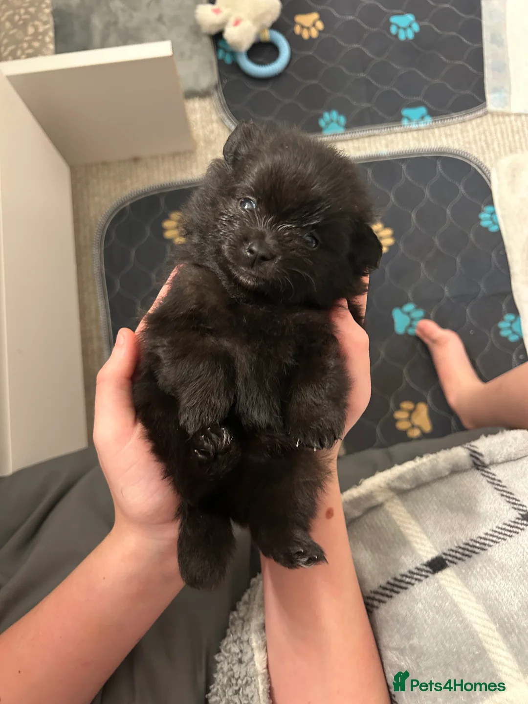 Pomeranian dogs for sale: Beautiful  **  black Pomeranians  - Advert 5