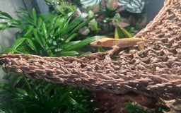 Gecko reptiles for sale: 2 baby crested geckos in Dunmow - Image 4