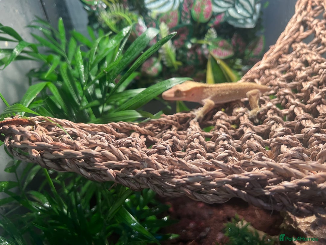 Gecko reptiles for sale: 2 baby crested geckos in Dunmow - Image 4