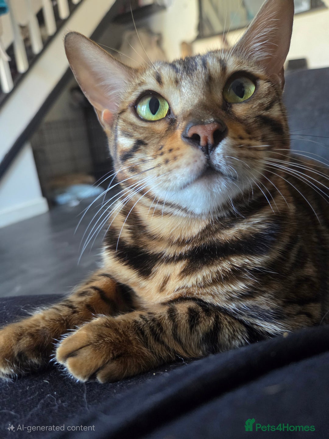Bengal cats for sale: TICA active female bengal  - Image 2