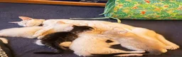 Mixed Breed cats for sale: Gorgeous Fluffy Kittens Looking for Forever Homes - Advert 8