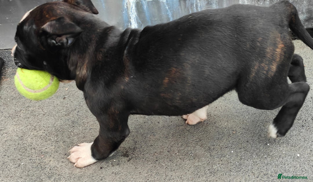 Mixed Breed dogs for sale: Olde English Bulldogge/Staffy Collie - Advert 14