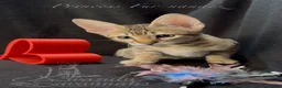 Savannah cats for sale: 2 and 3 months old. Tica Regist. Savannahs - Advert 20