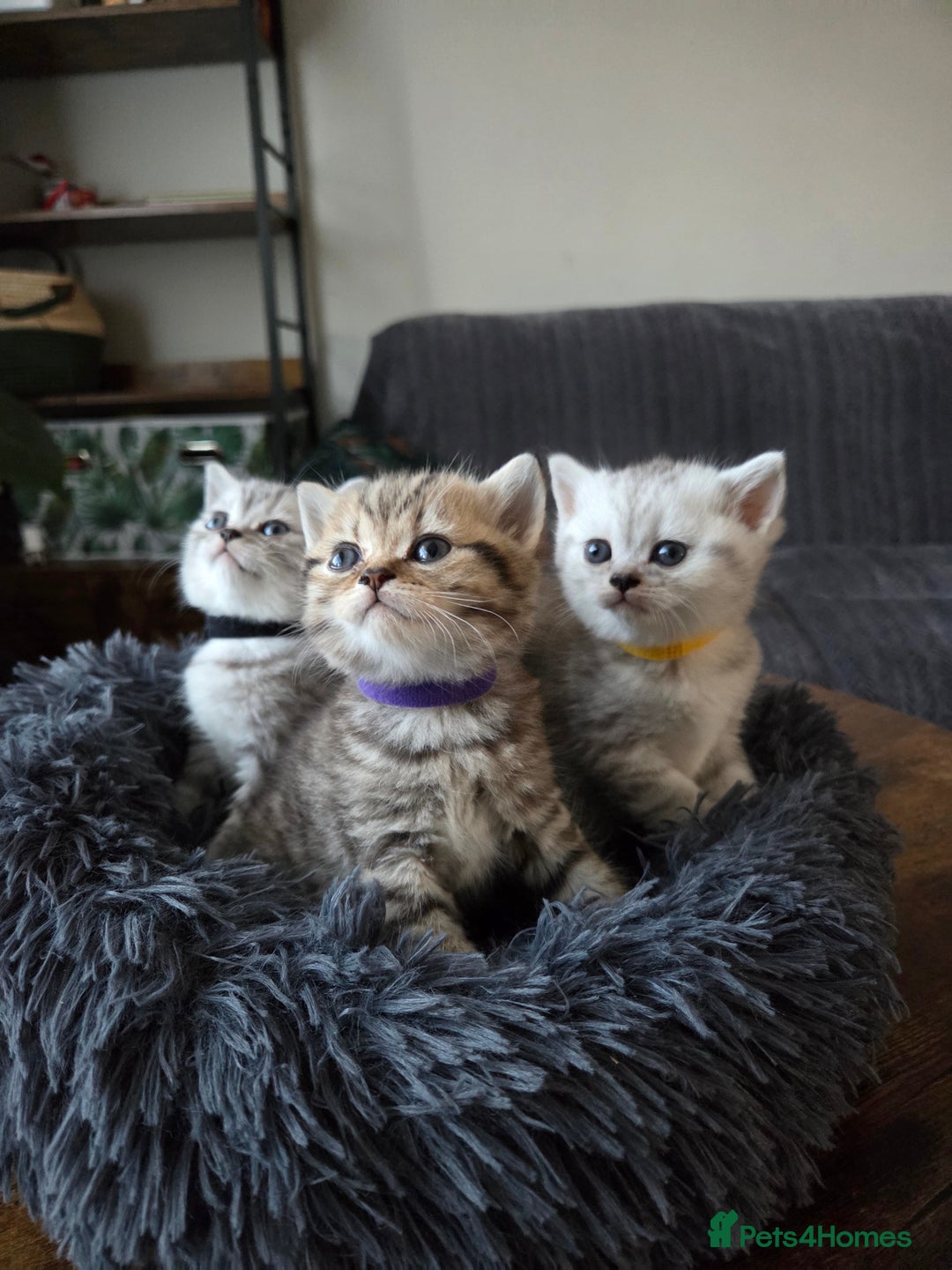 British Shorthair cats for sale: Adorable 4 pure breed kittens for sale - Advert 1