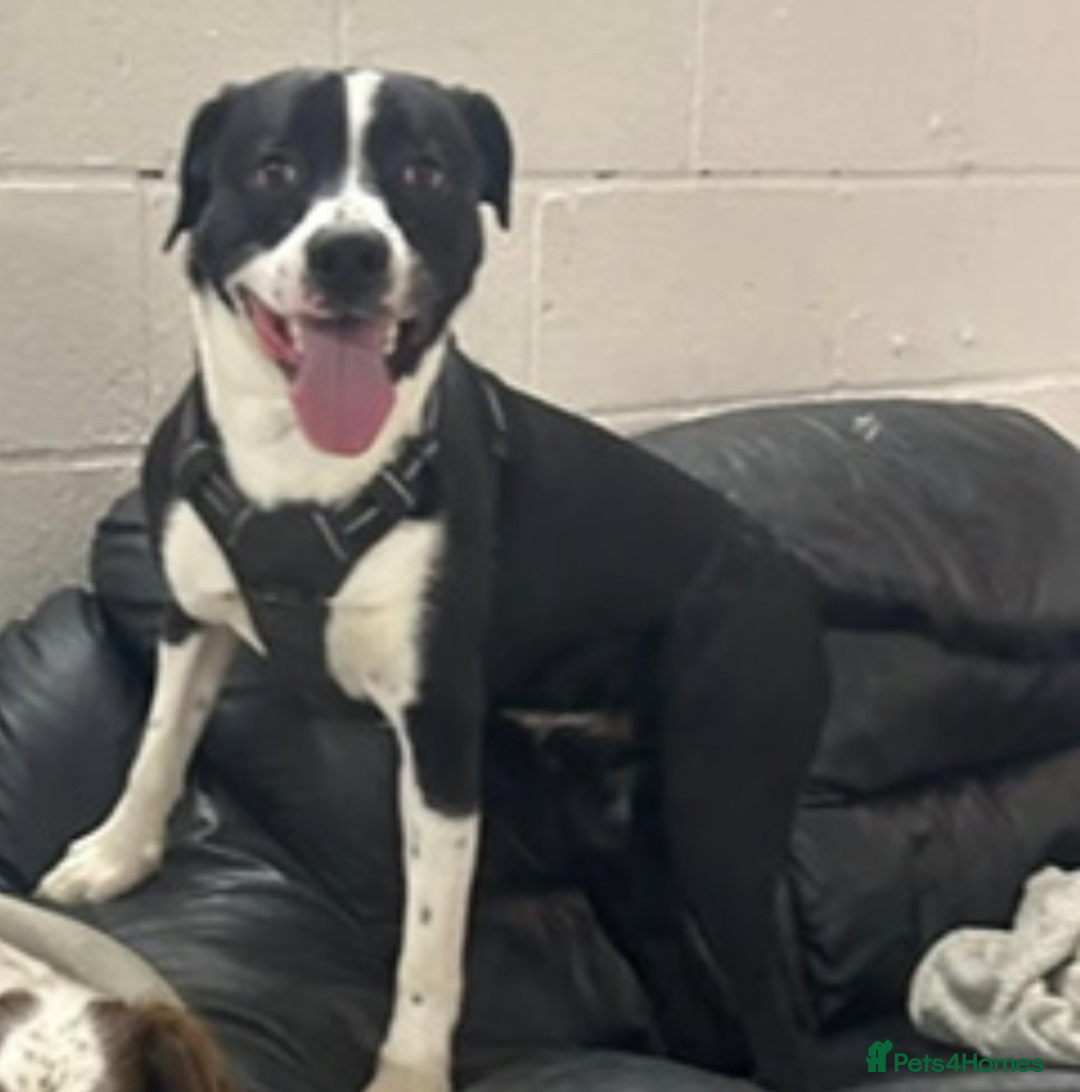 Mixed Breed dogs for sale: Border Collie/Boxer 2 Year Old - Advert 1