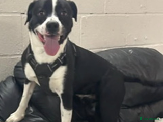 Mixed Breed dogs Border Collie/Boxer 2 Year Old - Advert 1