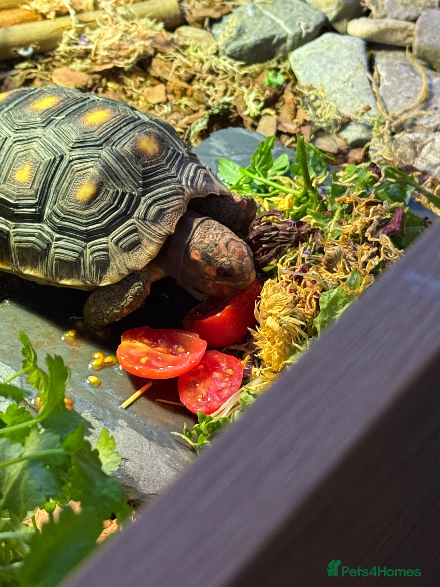 Tortoise reptiles for sale: Red foot tortoise  in Saint Leonards-on-sea - Advert 19