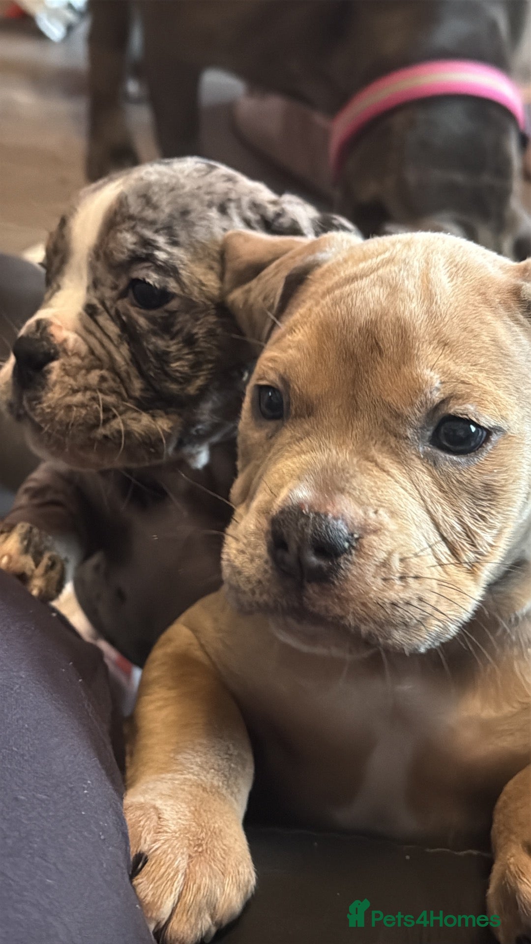 Olde English Bulldogge dogs for sale: Beautiful old English Bulldog Puppies for sale  - Advert 17