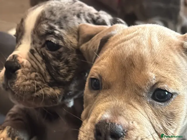 Olde English Bulldogge dogs for sale: Beautiful old English Bulldog Puppies for sale - Advert 17