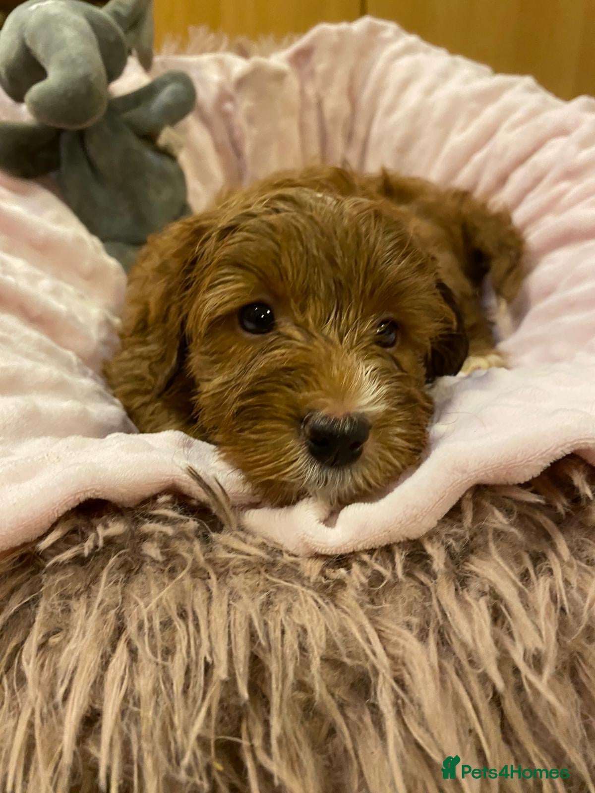 Cockapoo dogs F2B cockapoo puppies  - Advert 2