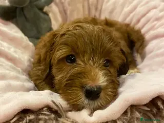 Cockapoo dogs F2B cockapoo puppies - Advert 2