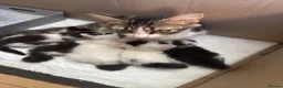 Mixed Breed cats for sale: 5 GORGEOUS KITTENS  - Advert 1