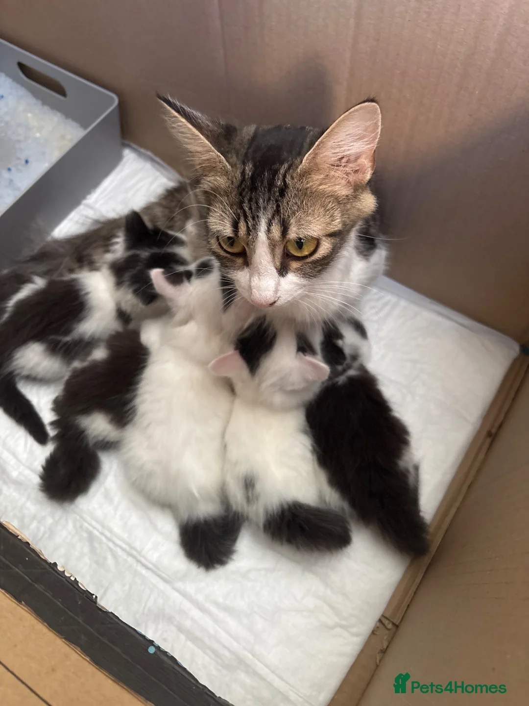 Mixed Breed cats for sale: 5 GORGEOUS KITTENS  - Advert 1