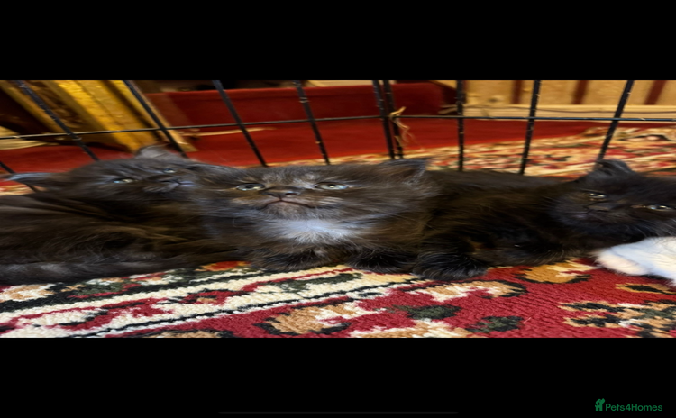 Maine Coon cats - Advert 14