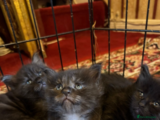 Maine Coon cats - Advert 32