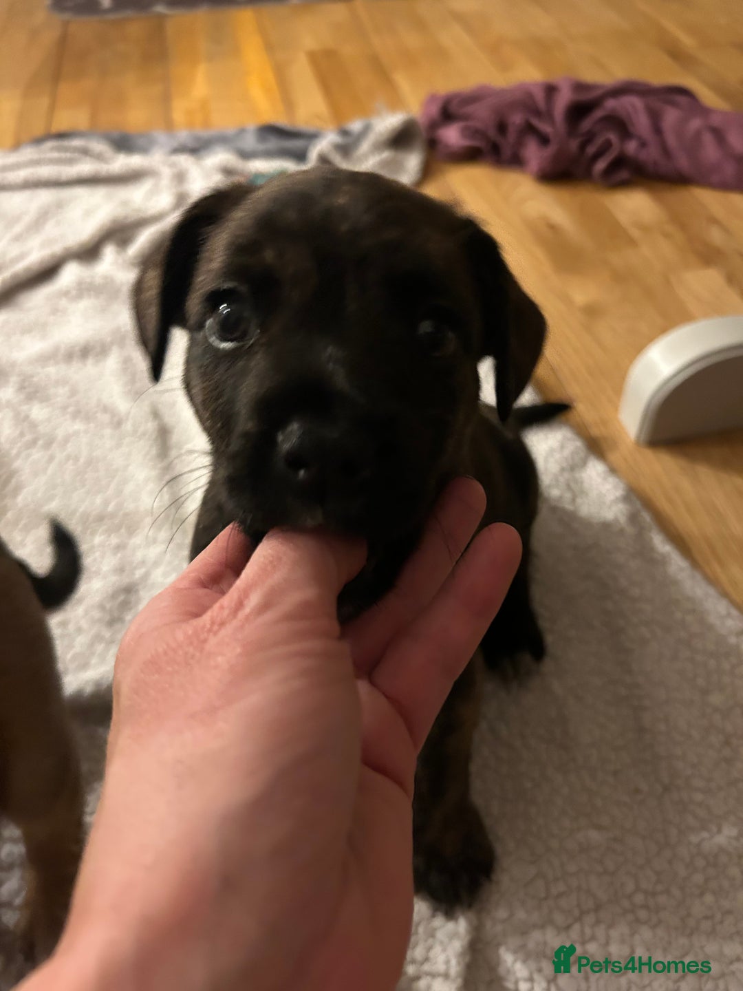 Mixed Breed dogs for sale: Follie (French bulldog / border collie) pups 4sale - Image 10