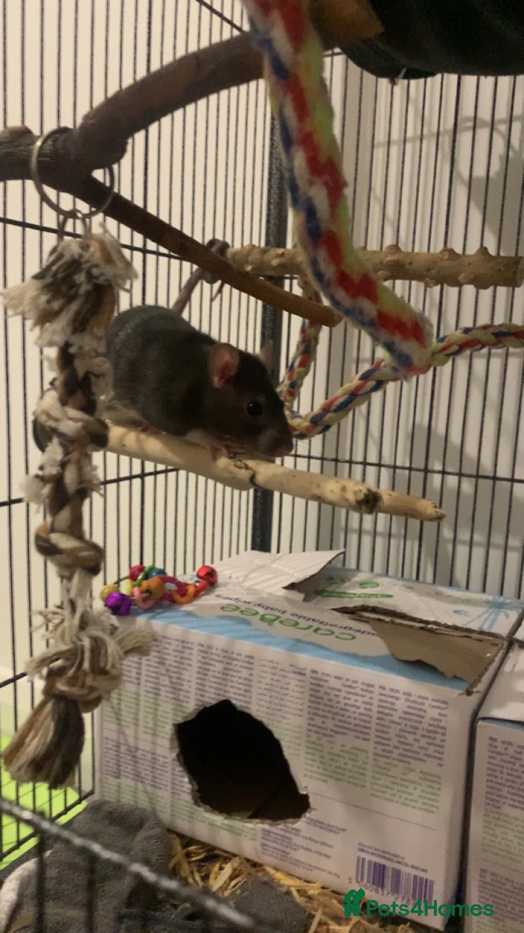 Rat rodents for sale: Black male rat  in Nottingham - Advert 2