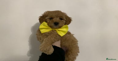 Poochon dogs - Advert 1