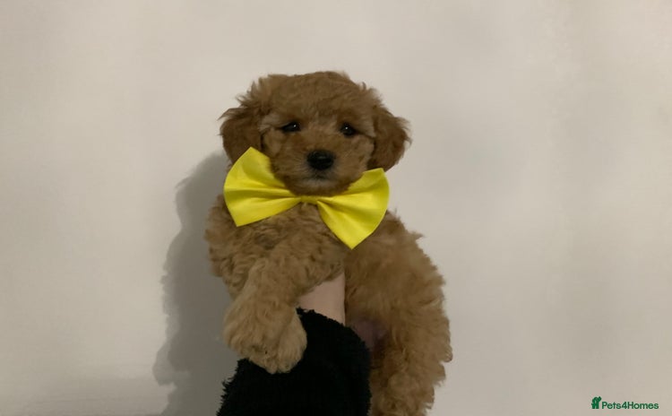 Poochon dogs - Advert 3