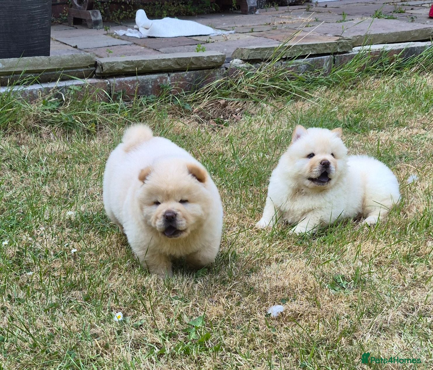 Chow Chow dogs Kc reg chow chow pups  - Advert 6