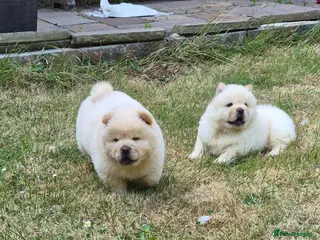 Chow Chow dogs Kc reg chow chow pups - Advert 6
