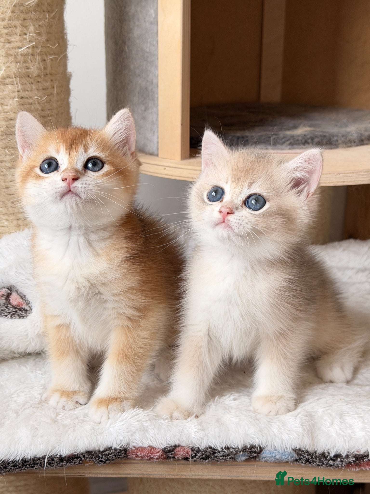 British Shorthair cats BSH Golden kittens Ecx show quality, Tica reg  - Advert 1