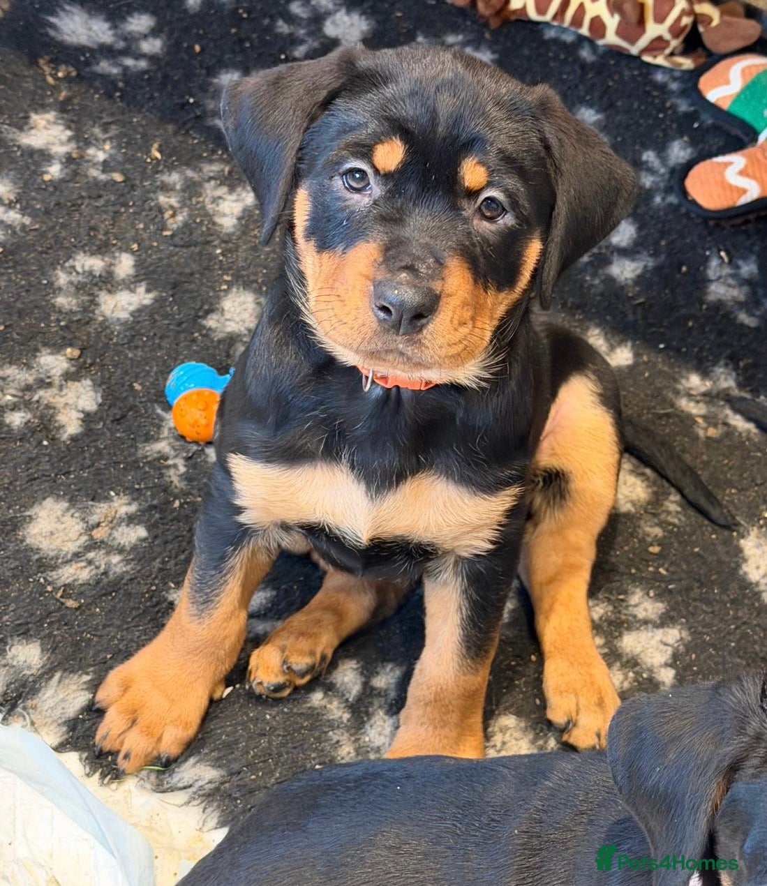 Rottweiler dogs Ready now Chunky Rottweiler Puppies - Advert 3