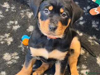 Rottweiler dogs Ready now Chunky Rottweiler Puppies - Advert 3