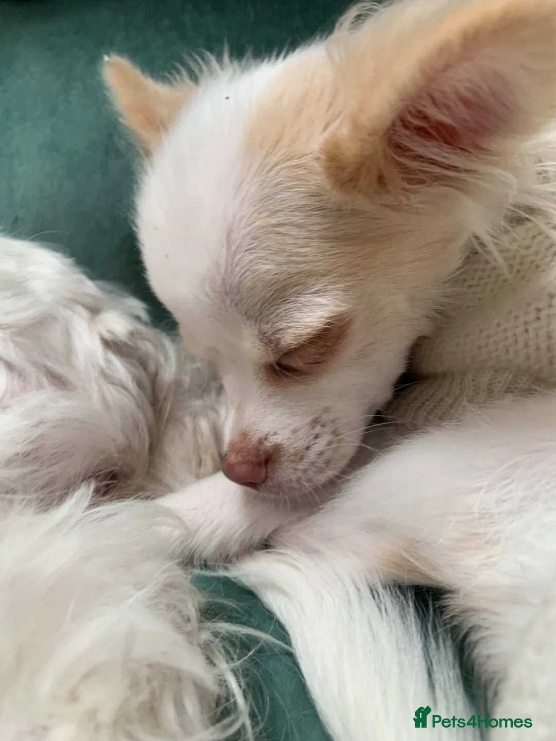Mixed Breed dogs for sale: Chihuahua in Ipswich - Advert 11
