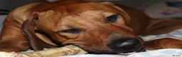 Rhodesian Ridgeback dogs for stud: Beautiful Rhodesian Ridgeback to Stud  in Lightwater - Advert 28