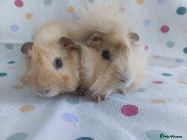Guinea Pig rodents - Advert 14
