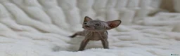 Sphynx cats for sale: Lovely Sphynx Kittens available - Advert 5