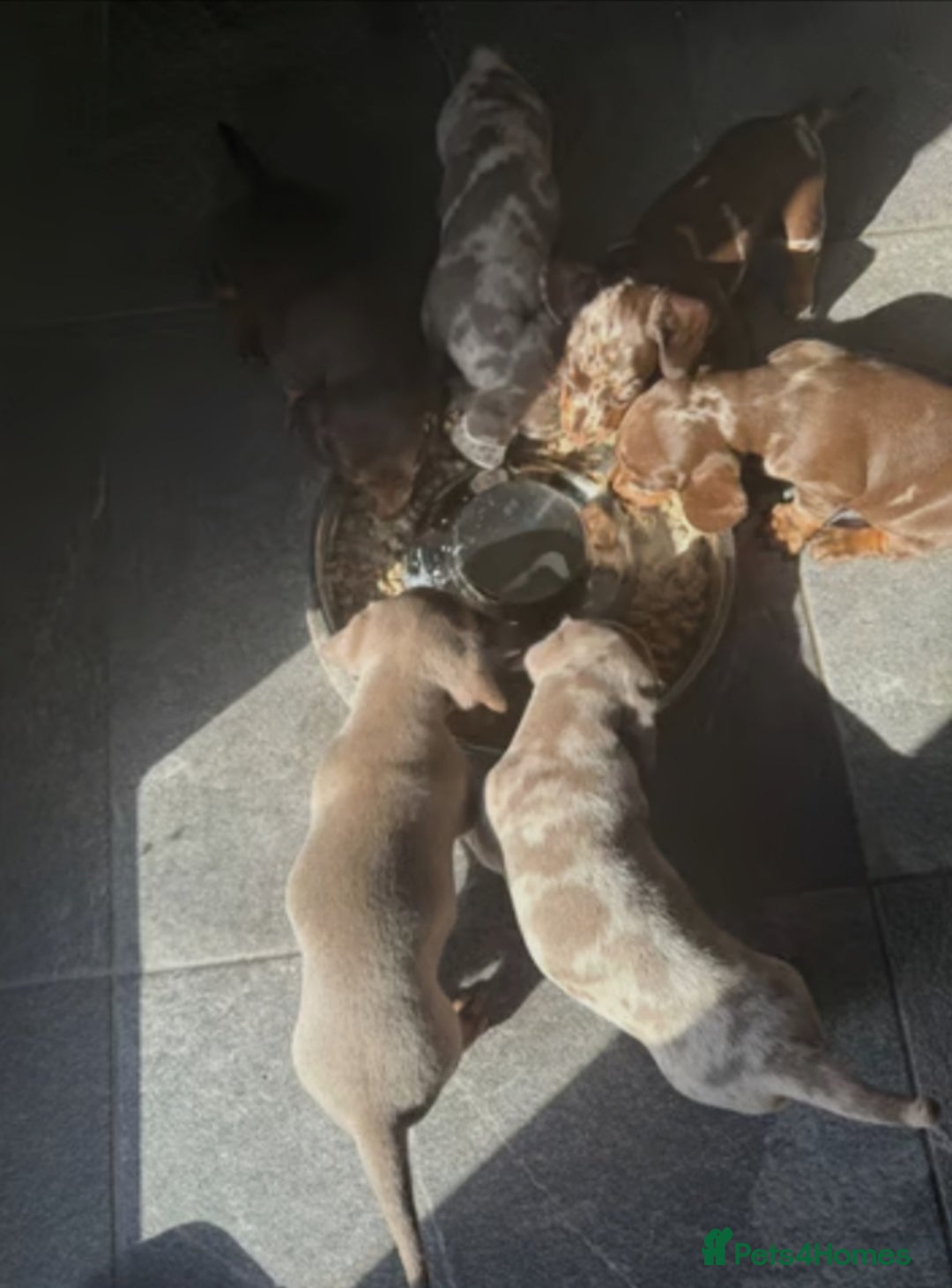 Miniature Dachshund dogs for sale: Adorable Dachshund Puppies  - Image 12