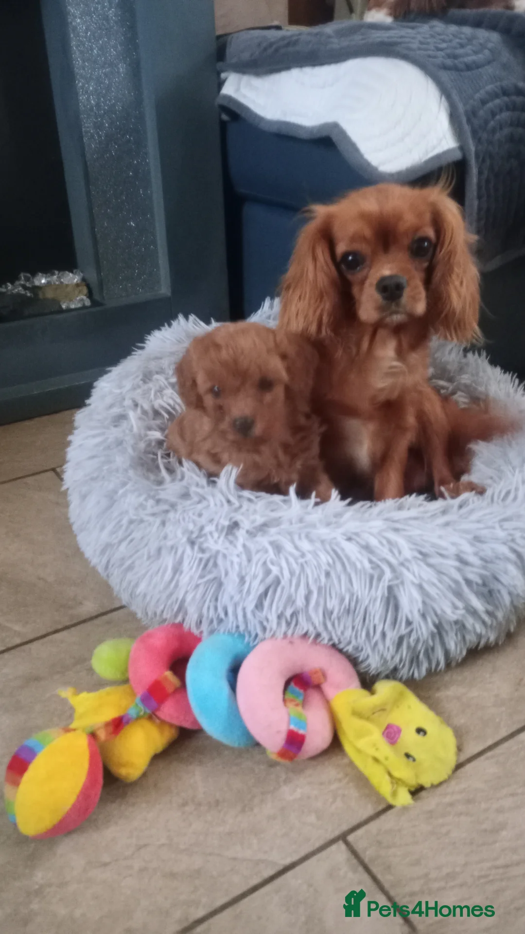 Cavapoo dogs for sale: F1 toy cavapoo girl  - Advert 1