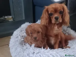 Cavapoo dogs F1 toy cavapoo girl - Advert 5