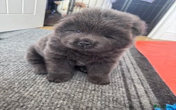 Chow Chow dogs for sale: Last 2 Beautiful chow chow puppies - Image 28