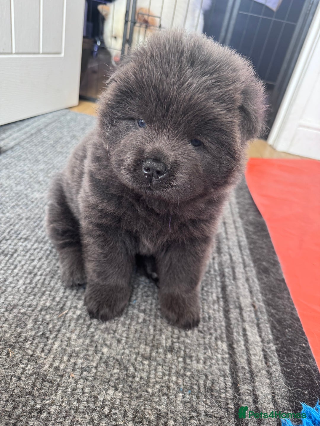 Chow Chow dogs for sale: Last 2 Beautiful chow chow puppies - Image 28